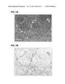 METHOD FOR IMPROVING MEMORY OF A SUBJECT USING A COMPOSITION COMPRISING     CISTANCHE AND GINKGO EXTRACTS diagram and image