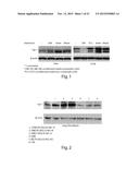 SAPOSIN-A DERIVED PEPTIDES AND USES THEREOF diagram and image