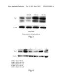 SAPOSIN-A DERIVED PEPTIDES AND USES THEREOF diagram and image