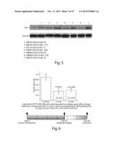 SAPOSIN-A DERIVED PEPTIDES AND USES THEREOF diagram and image