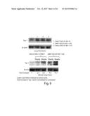 SAPOSIN-A DERIVED PEPTIDES AND USES THEREOF diagram and image