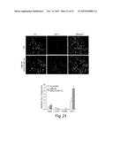 SAPOSIN-A DERIVED PEPTIDES AND USES THEREOF diagram and image