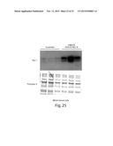 SAPOSIN-A DERIVED PEPTIDES AND USES THEREOF diagram and image