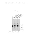 A COMPOSITION FOR PREVENTING OR TREATING AN RNA VIRAL INFECTION COMPRISING     SAMHD1 OR A NUCLEIC ACID MOLECULE ENCODING THE SAMHD1 diagram and image