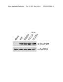 A COMPOSITION FOR PREVENTING OR TREATING AN RNA VIRAL INFECTION COMPRISING     SAMHD1 OR A NUCLEIC ACID MOLECULE ENCODING THE SAMHD1 diagram and image