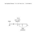 A COMPOSITION FOR PREVENTING OR TREATING AN RNA VIRAL INFECTION COMPRISING     SAMHD1 OR A NUCLEIC ACID MOLECULE ENCODING THE SAMHD1 diagram and image