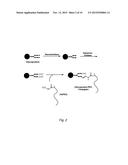 TARGETING OF GLYCOPROTEIN THERAPEUTICS diagram and image