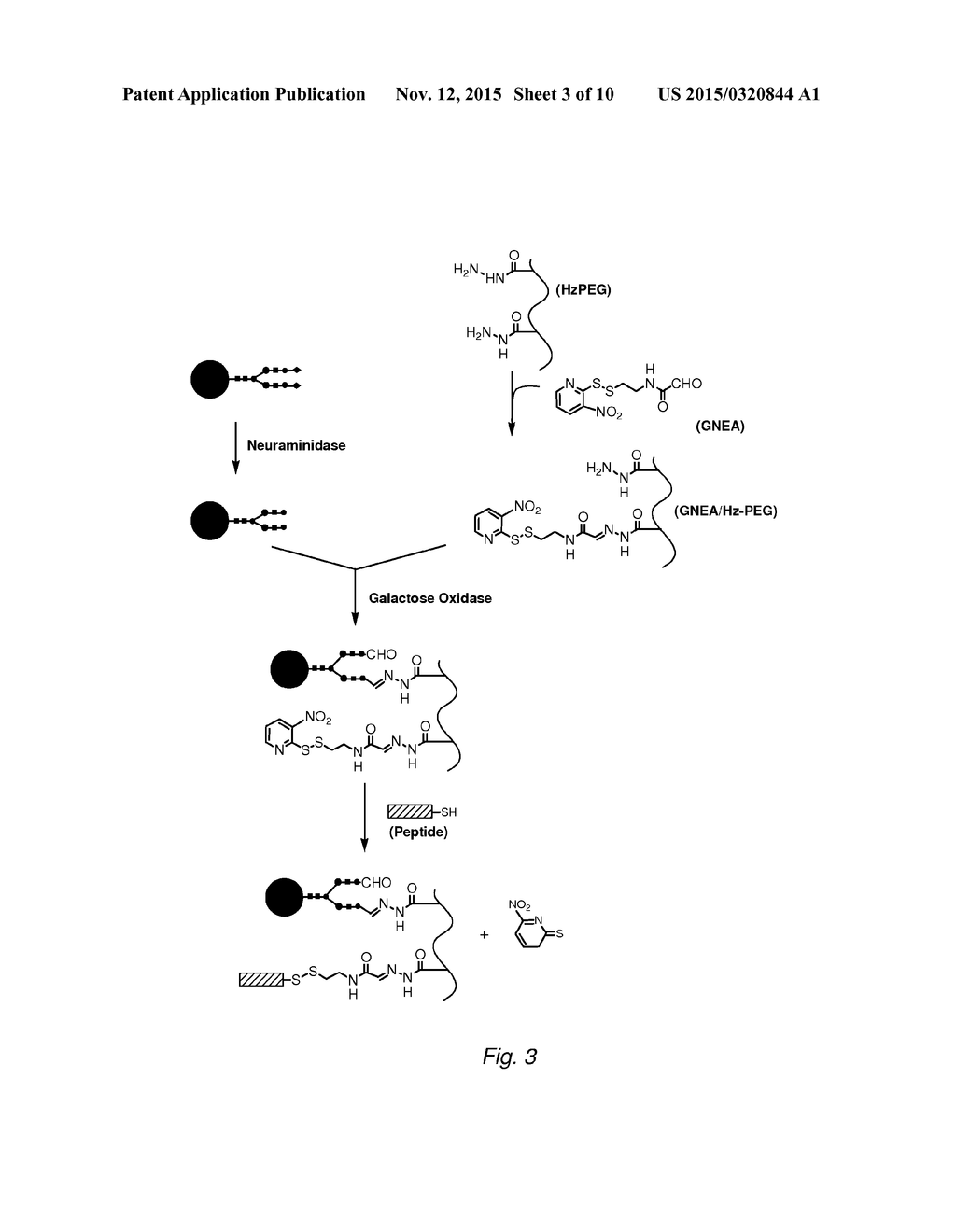 TARGETING OF GLYCOPROTEIN THERAPEUTICS - diagram, schematic, and image 04