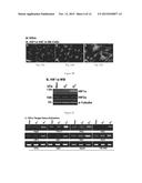 Epimorphic Regeneration and Related Hidrogel Delivery Systems diagram and image