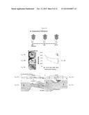 Epimorphic Regeneration and Related Hidrogel Delivery Systems diagram and image