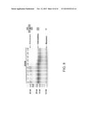 DIPEPTIDE ANALOGS FOR TREATING CONDITIONS ASSOCIATED WITH AMYLOID FIBRIL     FORMATION diagram and image