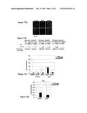 INDUCIBLE MUTAGENESIS OF TARGET GENES diagram and image