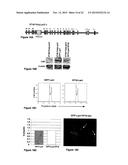 INDUCIBLE MUTAGENESIS OF TARGET GENES diagram and image