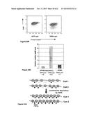 INDUCIBLE MUTAGENESIS OF TARGET GENES diagram and image