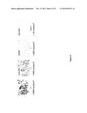 ANTIBODIES TARGETING CDH19 FOR MELANOMA diagram and image