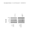 ANTI-SOD1 ANTIBODIES AND USES THEREOF diagram and image