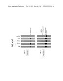 ANTI-SOD1 ANTIBODIES AND USES THEREOF diagram and image