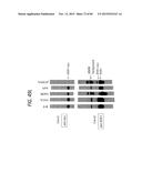 ANTI-SOD1 ANTIBODIES AND USES THEREOF diagram and image