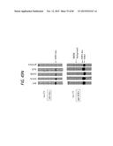 ANTI-SOD1 ANTIBODIES AND USES THEREOF diagram and image