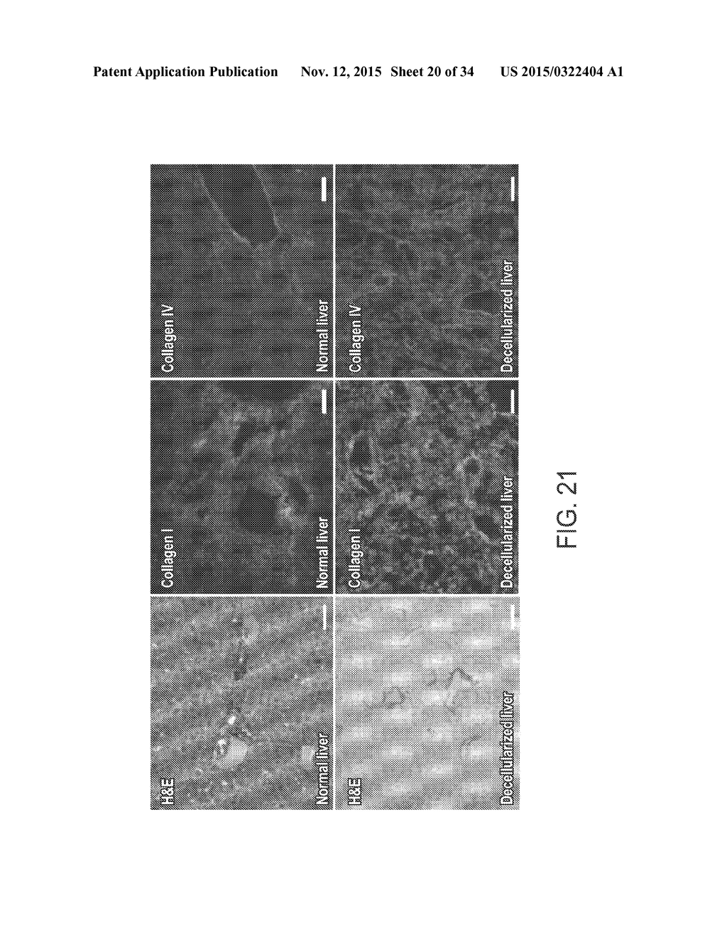 ISOLATED ADULT CELLS, ARTIFICIAL ORGANS, REHABILITATED ORGANS, RESEARCH     TOOLS, ORGAN ENCASEMENTS, ORGAN PERFUSION SYSTEMS, AND METHODS FOR     PREPARING AND UTILIZING THE SAME - diagram, schematic, and image 21