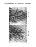 ISOLATED ADULT CELLS, ARTIFICIAL ORGANS, REHABILITATED ORGANS, RESEARCH     TOOLS, ORGAN ENCASEMENTS, ORGAN PERFUSION SYSTEMS, AND METHODS FOR     PREPARING AND UTILIZING THE SAME diagram and image