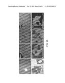 ISOLATED ADULT CELLS, ARTIFICIAL ORGANS, REHABILITATED ORGANS, RESEARCH     TOOLS, ORGAN ENCASEMENTS, ORGAN PERFUSION SYSTEMS, AND METHODS FOR     PREPARING AND UTILIZING THE SAME diagram and image