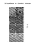 ISOLATED ADULT CELLS, ARTIFICIAL ORGANS, REHABILITATED ORGANS, RESEARCH     TOOLS, ORGAN ENCASEMENTS, ORGAN PERFUSION SYSTEMS, AND METHODS FOR     PREPARING AND UTILIZING THE SAME diagram and image