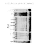 Enhancing Health in Mammals Using Telomerase Reverse Transcriptase Gene     Therapy diagram and image