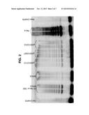 Enhancing Health in Mammals Using Telomerase Reverse Transcriptase Gene     Therapy diagram and image