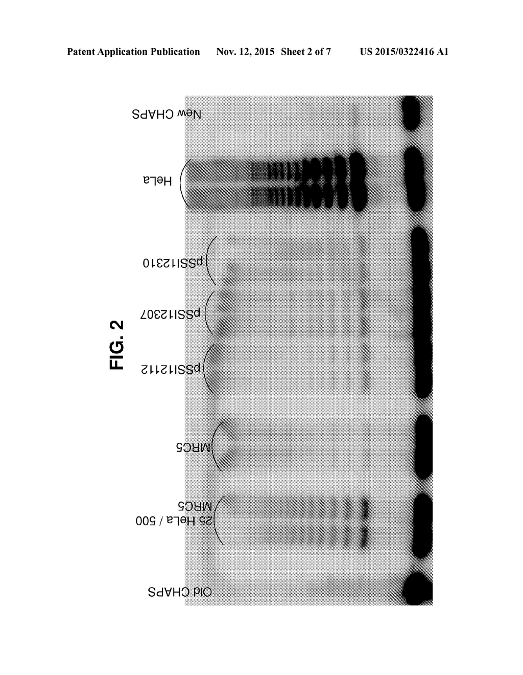 Enhancing Health in Mammals Using Telomerase Reverse Transcriptase Gene     Therapy - diagram, schematic, and image 03