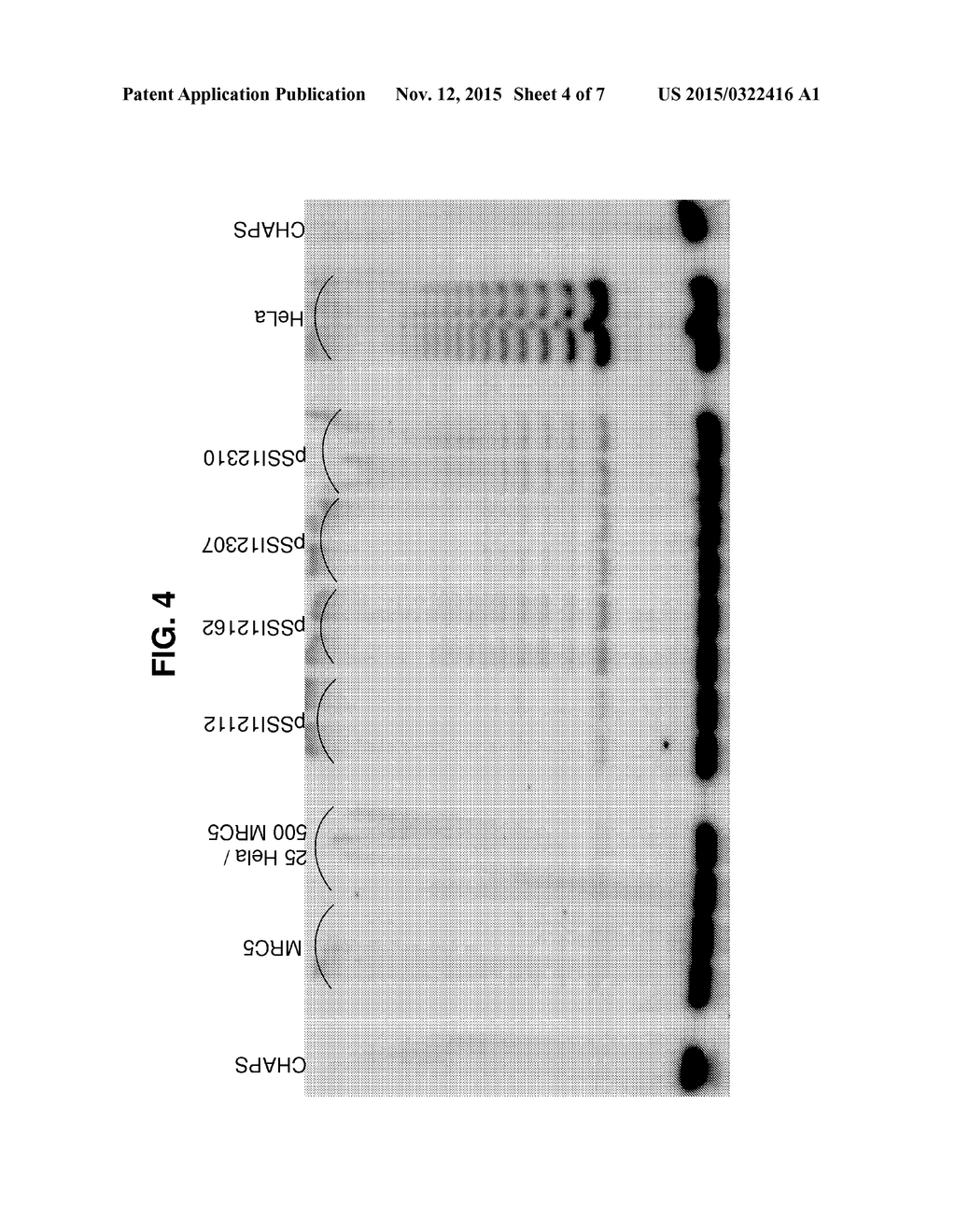 Enhancing Health in Mammals Using Telomerase Reverse Transcriptase Gene     Therapy - diagram, schematic, and image 05