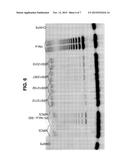 Enhancing Health in Mammals Using Telomerase Reverse Transcriptase Gene     Therapy diagram and image