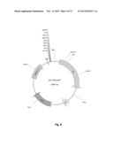 Oleaginous Bacterial Cells and Methods for Producing Lipids diagram and image