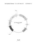 Oleaginous Bacterial Cells and Methods for Producing Lipids diagram and image