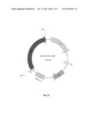 Oleaginous Bacterial Cells and Methods for Producing Lipids diagram and image