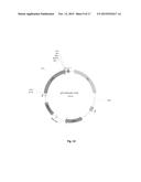 Oleaginous Bacterial Cells and Methods for Producing Lipids diagram and image