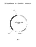 Oleaginous Bacterial Cells and Methods for Producing Lipids diagram and image