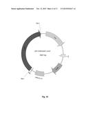 Oleaginous Bacterial Cells and Methods for Producing Lipids diagram and image