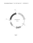 Oleaginous Bacterial Cells and Methods for Producing Lipids diagram and image