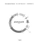 Oleaginous Bacterial Cells and Methods for Producing Lipids diagram and image