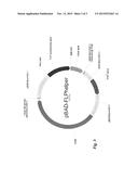 METHOD FOR OPTIMIZING PRODUCTION OF EICOSAPENTAENOIC ACID (EPA) IN A     RECOMBINANT HOST diagram and image