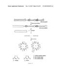 IN VITRO PRODUCTION OF CYCLIC PEPTIDES diagram and image