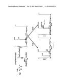 IN VITRO PRODUCTION OF CYCLIC PEPTIDES diagram and image