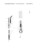 SEQUENCE AMPLIFICATION WITH LOOPABLE PRIMERS diagram and image