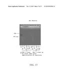 SEQUENCE AMPLIFICATION WITH LOOPABLE PRIMERS diagram and image