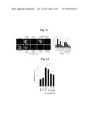 PHARMACEUTICAL COMPOSITIONS COMPRISING INHIBITORS OF ZINC-ZIP8-MTF1 AS     ACTIVE INGREDIENTS FOR PREVENTING OR TREATING A JOINT DISEASE diagram and image