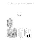 PHARMACEUTICAL COMPOSITIONS COMPRISING INHIBITORS OF ZINC-ZIP8-MTF1 AS     ACTIVE INGREDIENTS FOR PREVENTING OR TREATING A JOINT DISEASE diagram and image