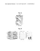 PHARMACEUTICAL COMPOSITIONS COMPRISING INHIBITORS OF ZINC-ZIP8-MTF1 AS     ACTIVE INGREDIENTS FOR PREVENTING OR TREATING A JOINT DISEASE diagram and image