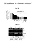 PHARMACEUTICAL COMPOSITIONS COMPRISING INHIBITORS OF ZINC-ZIP8-MTF1 AS     ACTIVE INGREDIENTS FOR PREVENTING OR TREATING A JOINT DISEASE diagram and image