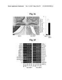 PHARMACEUTICAL COMPOSITIONS COMPRISING INHIBITORS OF ZINC-ZIP8-MTF1 AS     ACTIVE INGREDIENTS FOR PREVENTING OR TREATING A JOINT DISEASE diagram and image